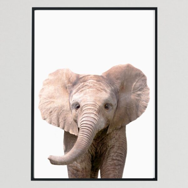 Baby Wild Animal Elephant