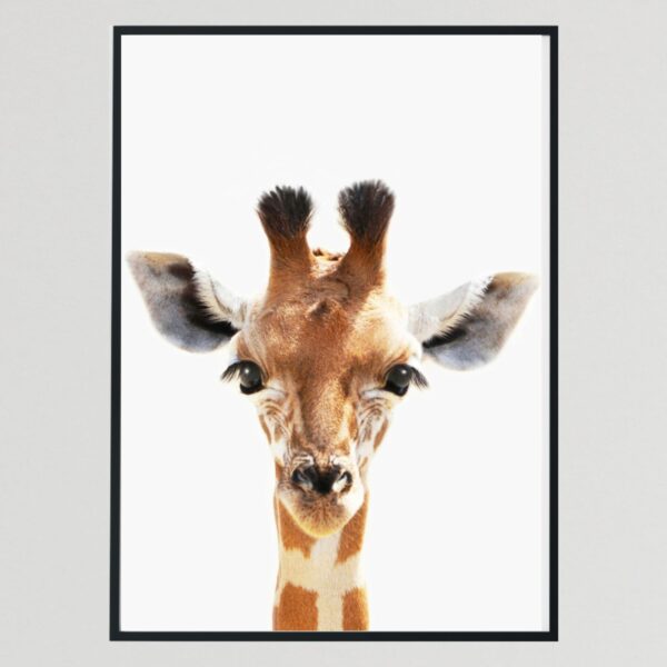 Baby Wild Animal Giraffe