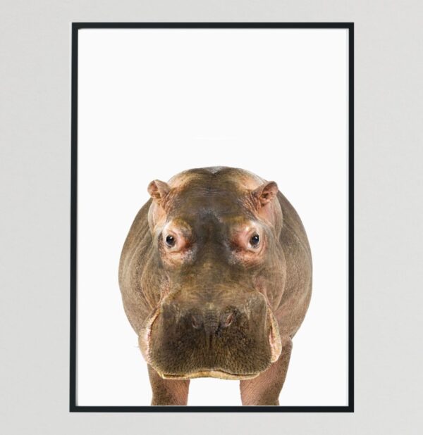 Baby Wild Animal Hippo