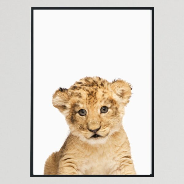 Baby Wild Animal Lion