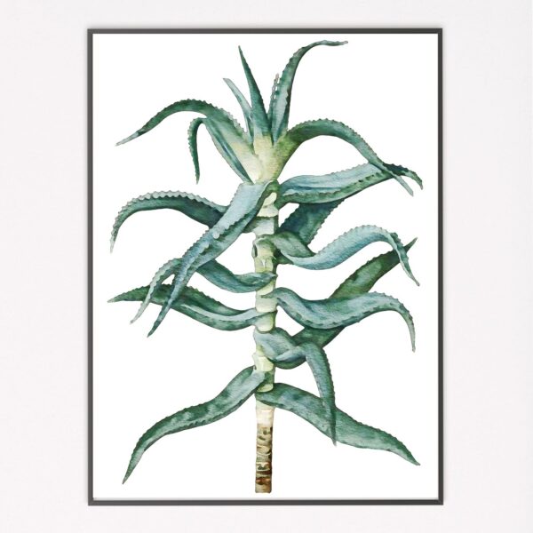 Watercolour Aloe III