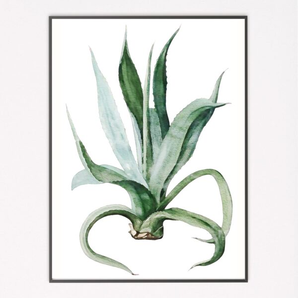 Watercolour Aloe I