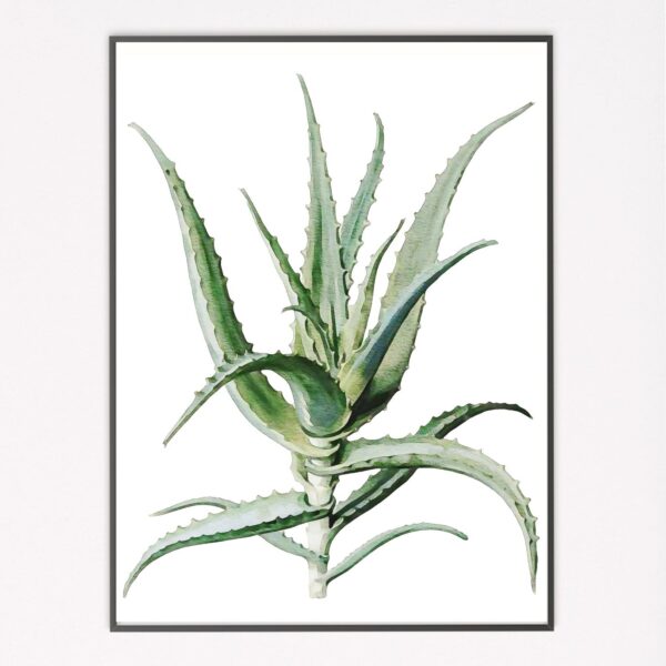Watercolour Aloe II