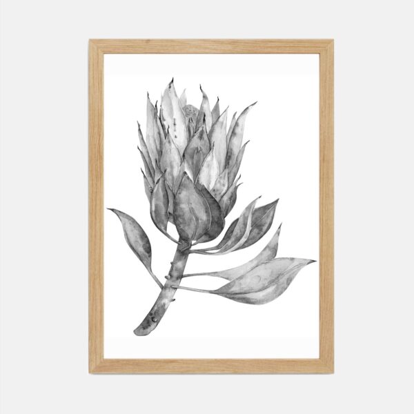 Grey Protea I