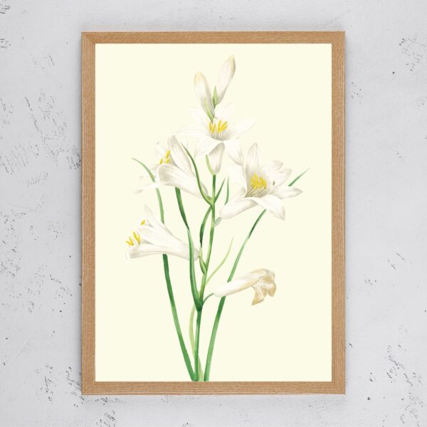 Vintage White Flower I