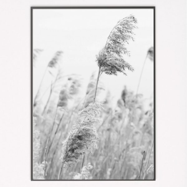 Grayscale Pampas Grass