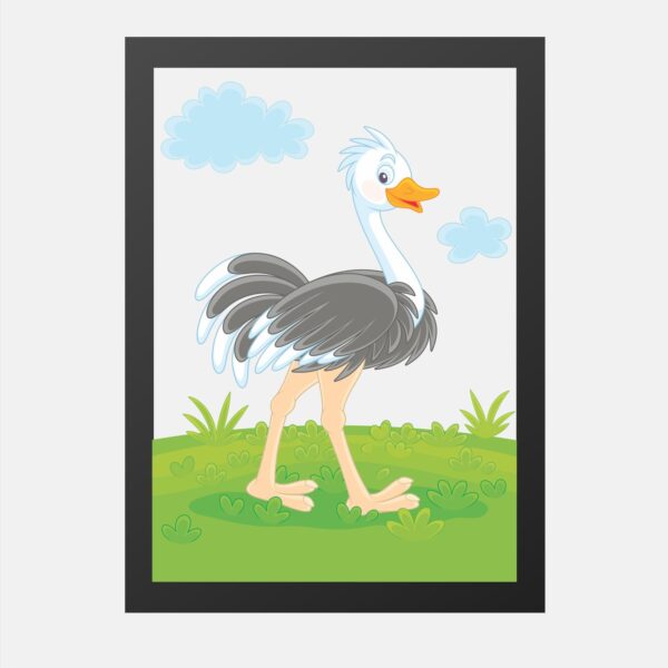 African Birds Ostrich