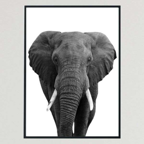 Adult Wild Animal Elephant