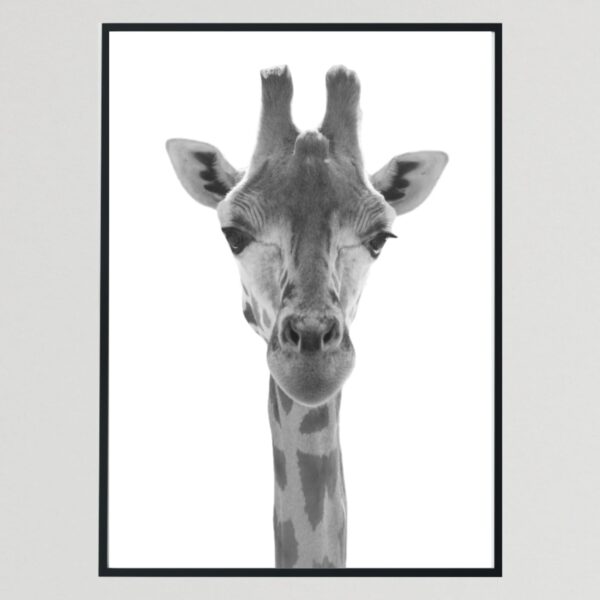 Adult Wild Animal Giraffe