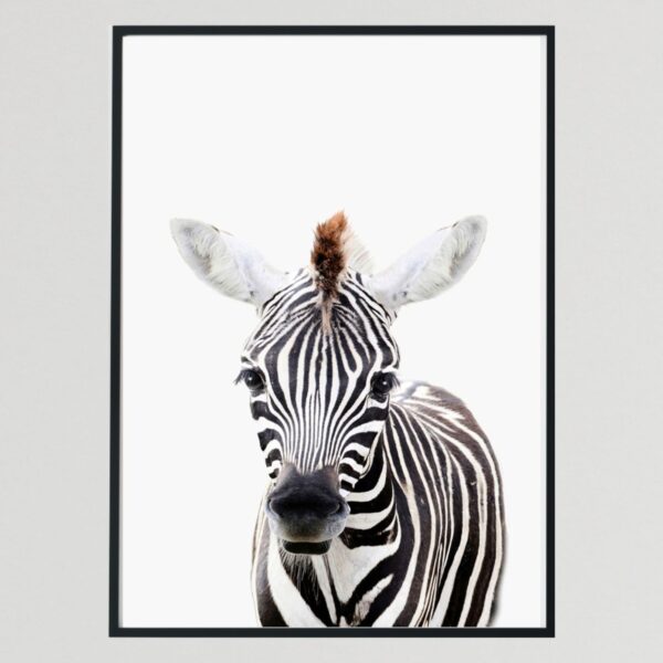 Baby Wild Animal Zebra