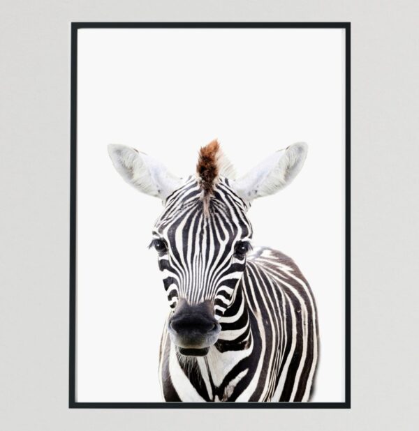 Baby Wild Animal Zebra