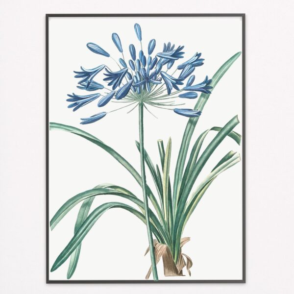 African Lily
