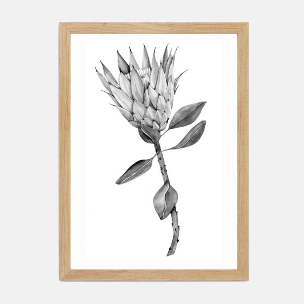 Grey Protea II