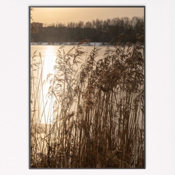 Reeds at Sunset II